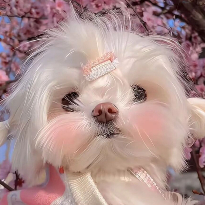 小火人换卡群🍒 群聊头像