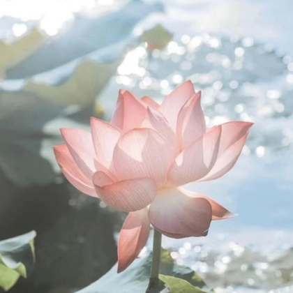 刘亦菲们 群聊头像