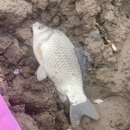 古青口大洋垂钓园🎣 群聊头像