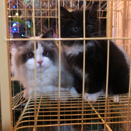 猫咪领养群 群聊头像