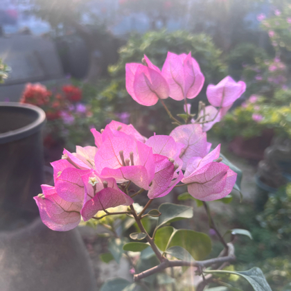 花友交流群 群聊头像
