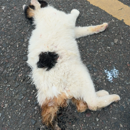 猫咪救助群 群聊头像