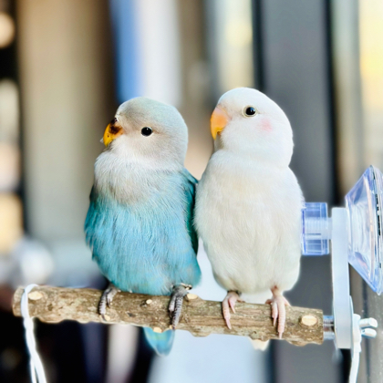 手养鹦鹉交流群🦜 群聊头像