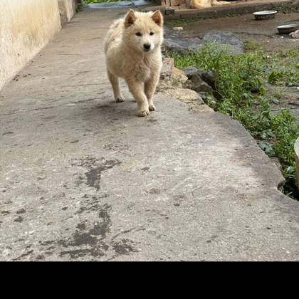 田园犬成长交流群 群聊头像
