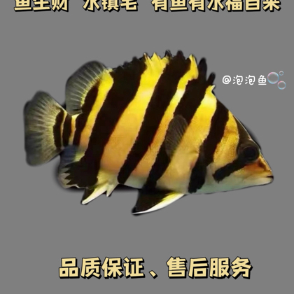 泡泡鱼交流群～ 群聊头像