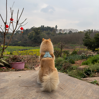 中华田园犬或者土松可进群 群聊头像