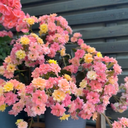 花卉养护交流群 群聊头像