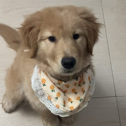 幼犬旺旺交流1 群聊头像