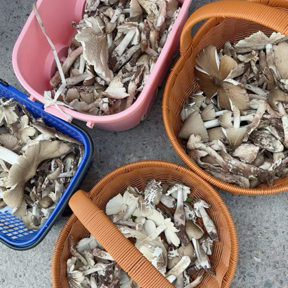重庆打野群 群聊头像
