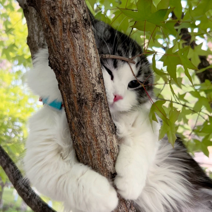 猫猫饲养员🐱交流群 群聊头像
