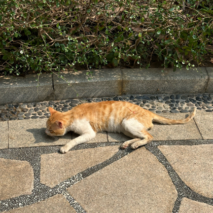大橘子🐱口炎橘猫救助🆘 群聊头像