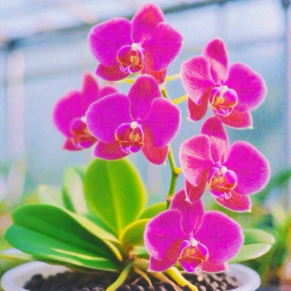 柒柒花友7群 群聊头像