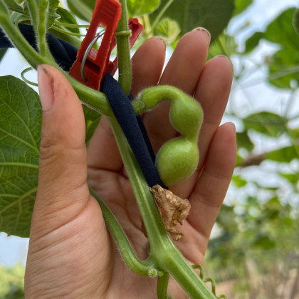 葫桐里的小葫芦 群聊头像