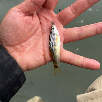 南川溪流钓 群聊头像