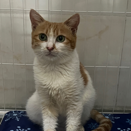 流浪猫救助 群聊头像