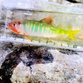 沂源溪流路亚 群聊头像
