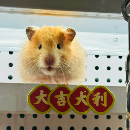 diy仓鼠笼交流群 群聊头像