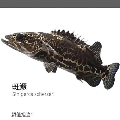 路亚野钓标点分享 群聊头像