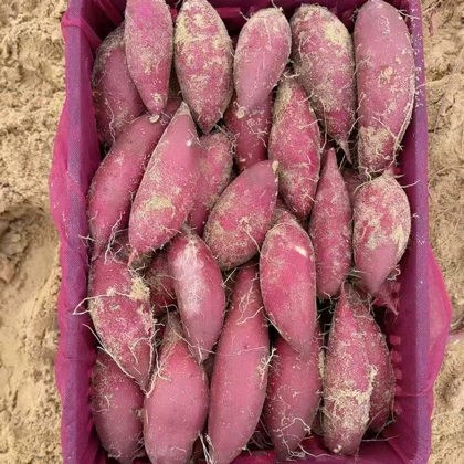 福建地区红薯种植户交流群 群聊头像