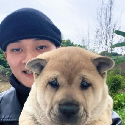 小米田园犬 群聊头像