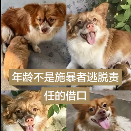 燕郊猫狗监督互助群 群聊头像