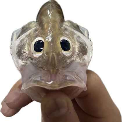 阿超路亚卖🐟群 群聊头像