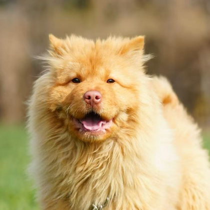 鑫源犬舍俱乐部 群聊头像