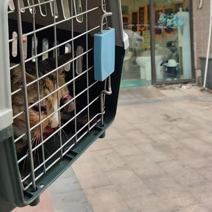 杨园小咪救助（停止众筹） 群聊头像
