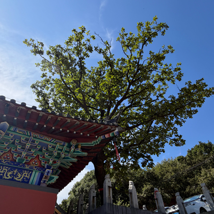 大连天使户外 群聊头像