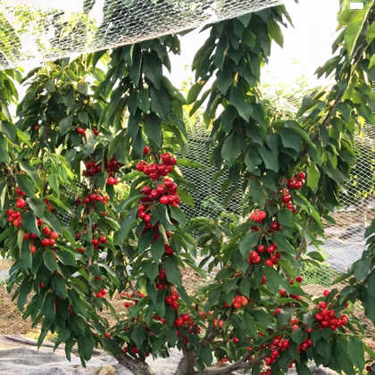 果树苗木互助群 群聊头像