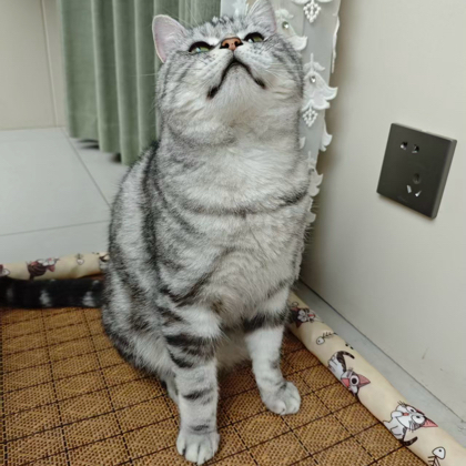 宝宝聚集地 群聊头像