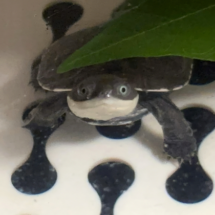 🐢龟友交流聚集地 群聊头像