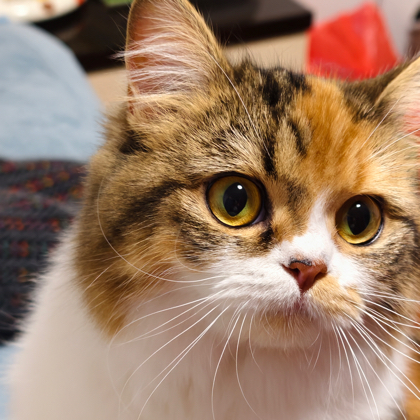 领养小猫仔 群聊头像