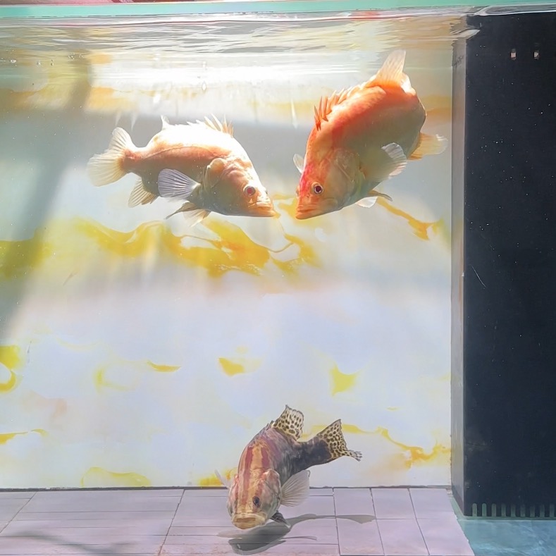 异鳜难求 群聊头像