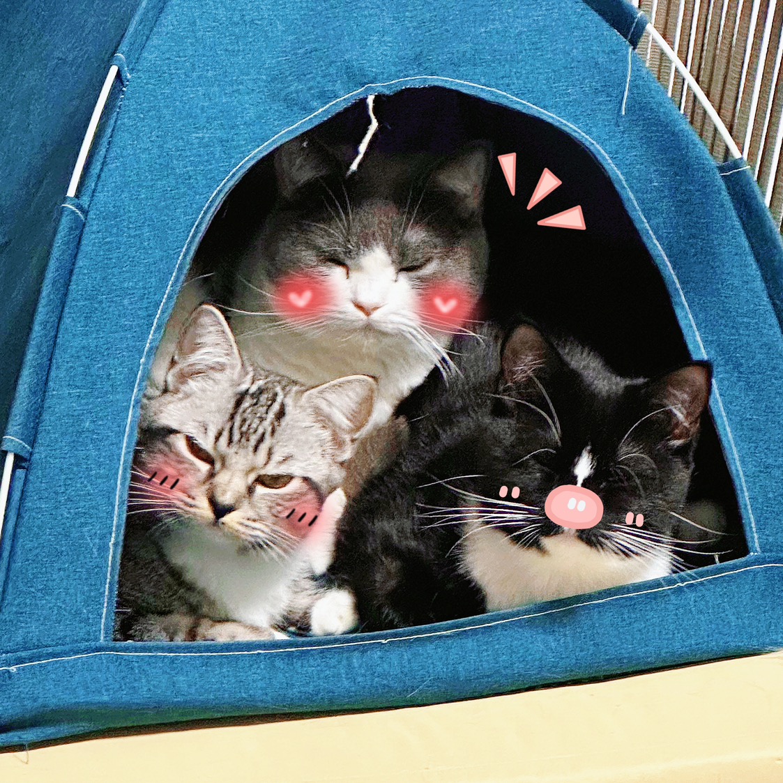 小鱼的猫猫聚集地🐱 群聊头像