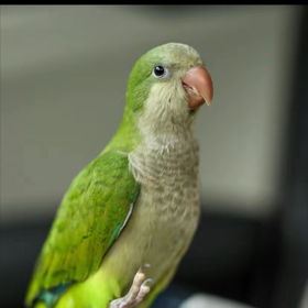 鹦鹉爱好者们🦜 群聊头像