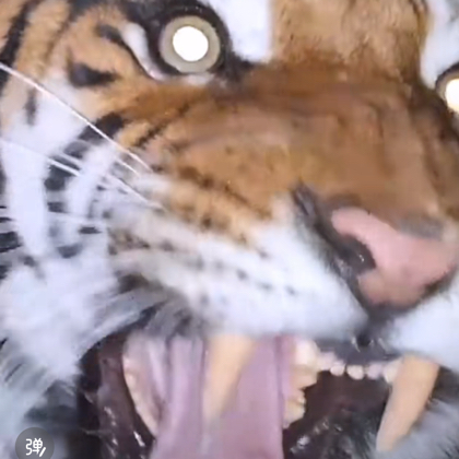  猫家军 正能量 群聊头像