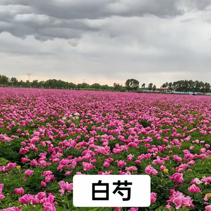 中药材交流与种植 群聊头像