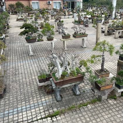 盆景交流群 群聊头像