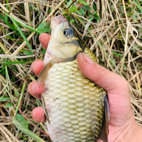 野生兄弟 群聊头像