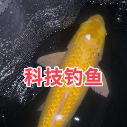 科技钓鱼7 群聊头像
