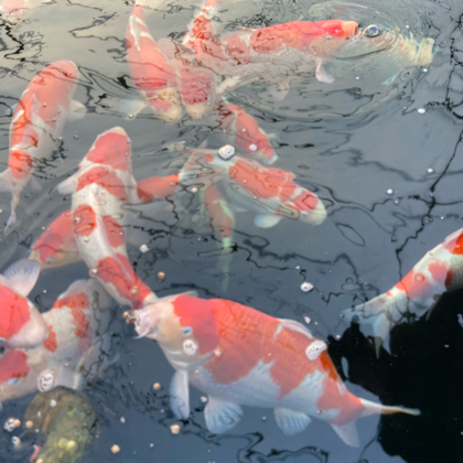 养鱼日记 群聊头像