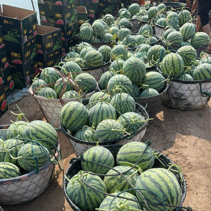 颍上西瓜妹🍉 群聊头像