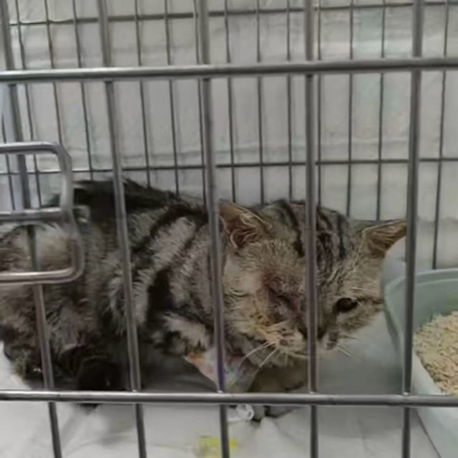 救助眼睛受伤流浪猫，进群请发专属红包 群聊头像