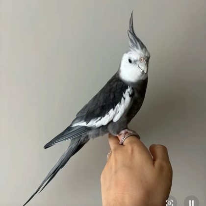 精鹦玄鹉粉丝交流群 群聊头像