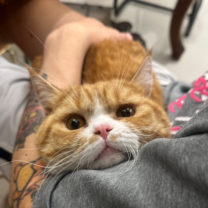 猫猫群 群聊头像