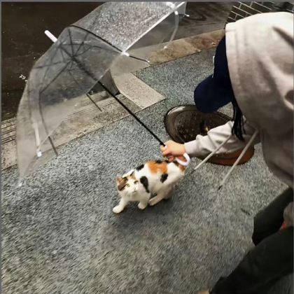 紫糯米 群聊头像