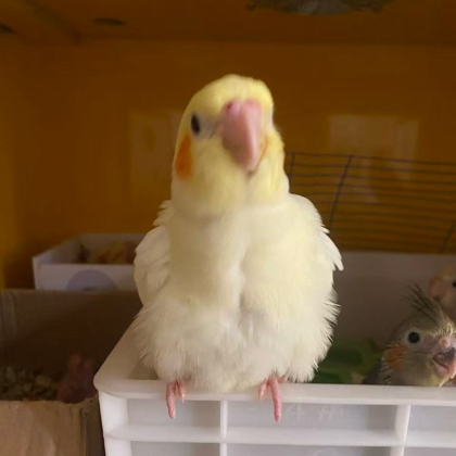 小薯芋家的鹦鹉🦜 群聊头像
