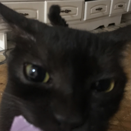 小猫原图>^ω^< 群聊头像