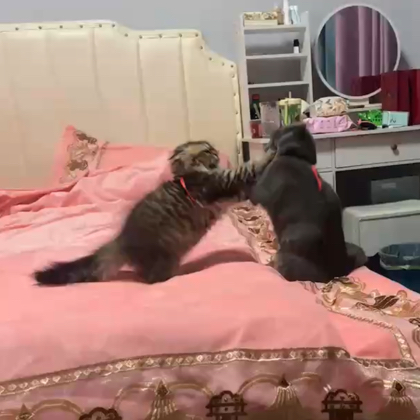 猫猫交流群 群聊头像
